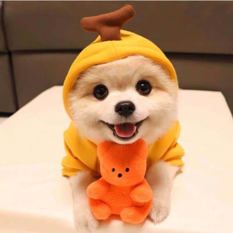 Adorable Fruit-Themed Dog Hoodie - Premium Fleece Winter Coat for Small Breeds