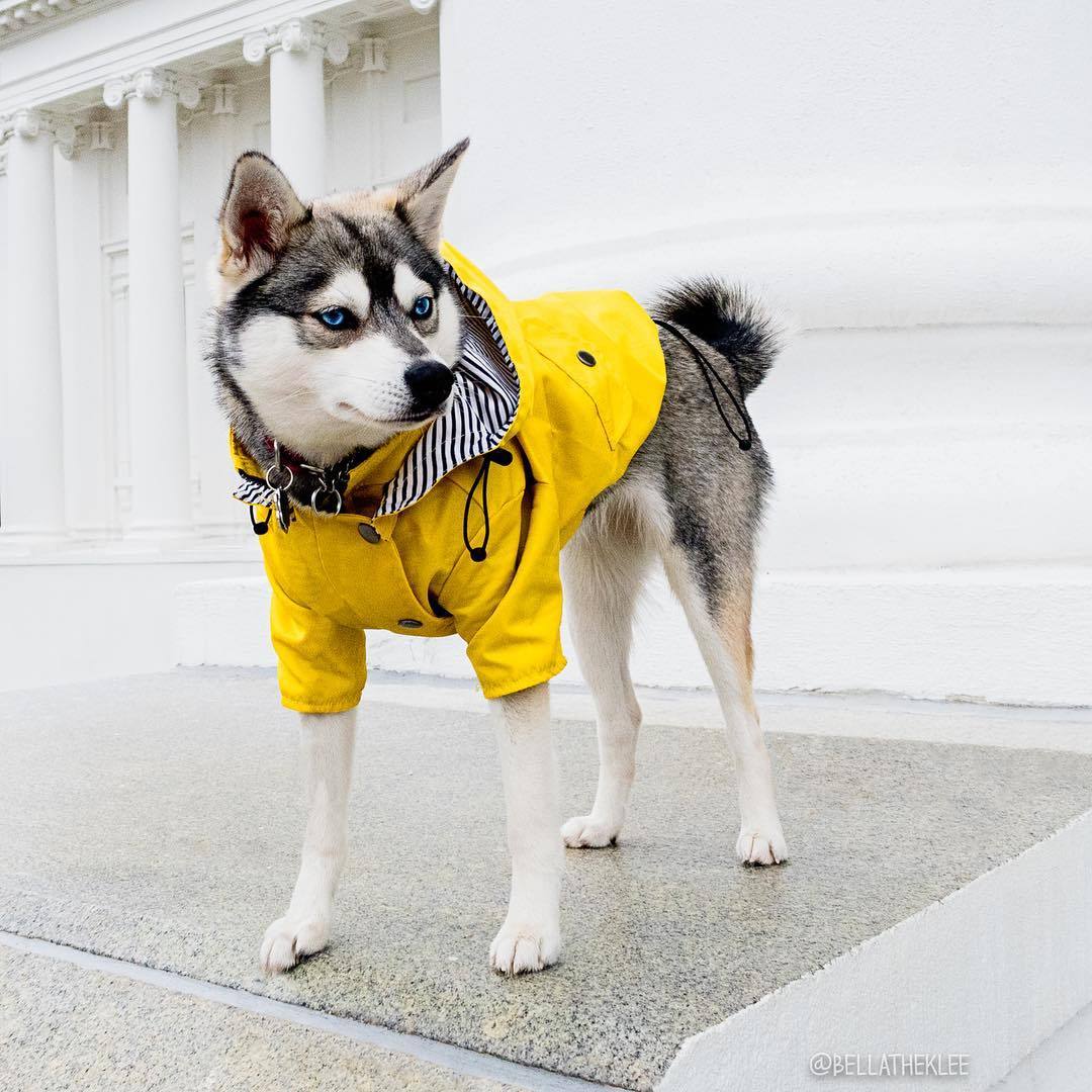 Premium Waterproof Dog Raincoat - Lightweight Weather Protection for All Seasons