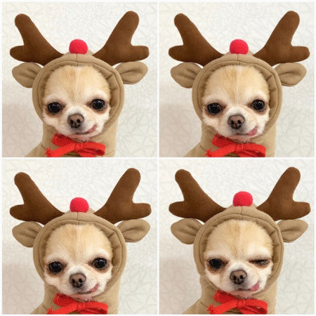 Adorable Fruit-Themed Dog Hoodie - Premium Fleece Winter Coat for Small Breeds